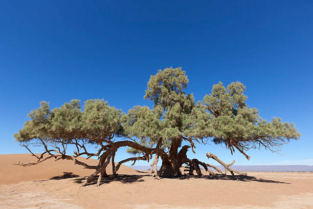 A single Tamarisk tree (Tamarix articulata) in the Sahara desert against clear blue sky.