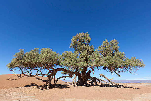 Tamarisk tree (Tamarix articulata) in the Sahara desert. stock photo