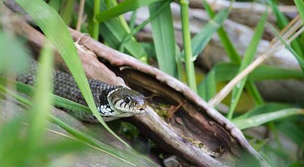 istock Grass snake close-up in its natural environment 178439496
