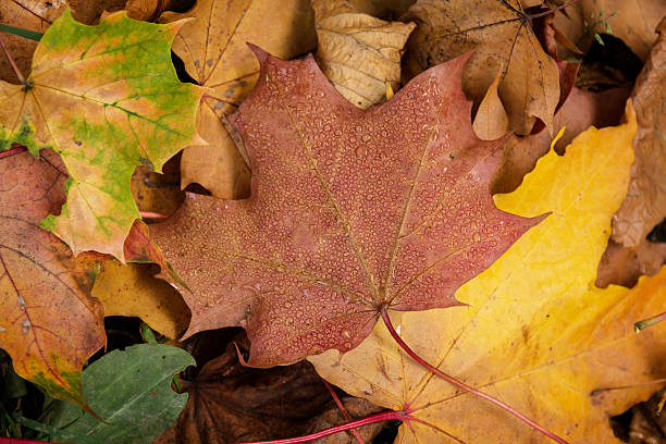 istock close up shot of autumn sidewalk 178439514