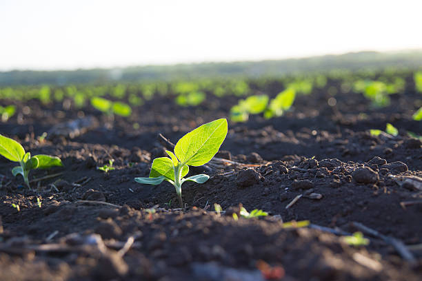 istock Field of crops become ripe under the sun 178439516