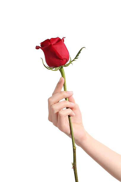 istock Beautiful woman hand holding a red rose 178439555