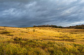 Field with hills is covered with yellow grass, green vegetation and young trees. There is a bare forest on the horizon. The sky is completely covered in storm clouds. Autumn landscape in the evening