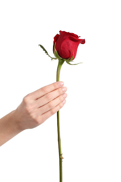 istock Beautiful woman hand holding a red rose bud 178439788