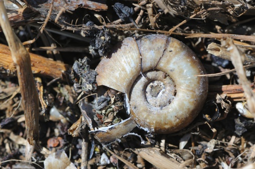 An old empty snail shell on the ground