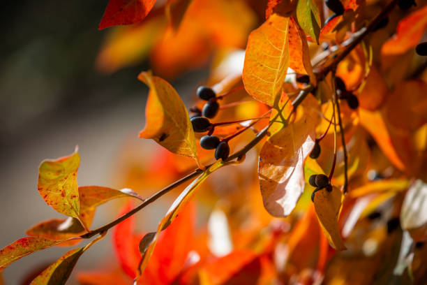 가을 햇살에 nyssa sylvatica 나무의 잎과 열매의 클로즈업 - tupelo tree 뉴스 사진 이미지