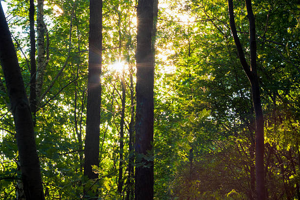 Sunbeams nella foresta - foto stock