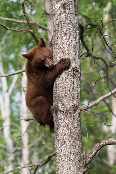 istock North American Black Bear cub in forest 178440417
