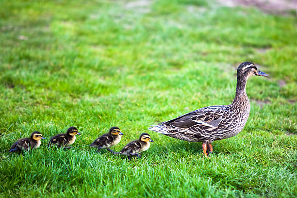 istock Family of ducks. 178440525