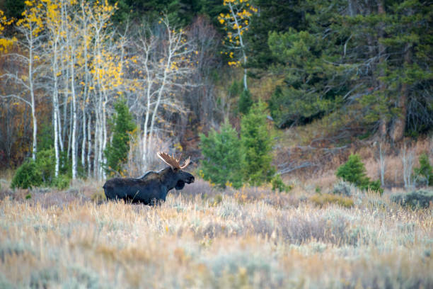 istock 1023 Teton Bull Moose_4 1784408268