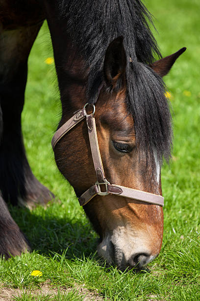 istock Side close up of a brown horse 178441036