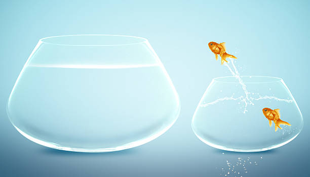 istock goldfish  jumping to Big bowl 178441158