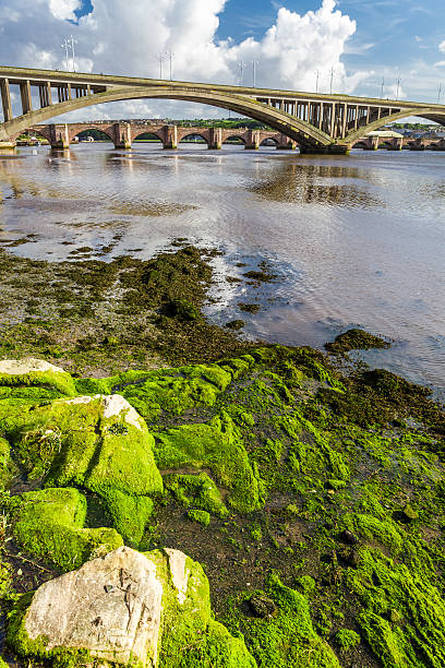 Seaweed on a rock under the bridge in Berwick-upon-Tweed.