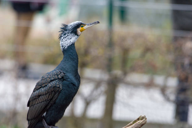 great black cormorant – Foto