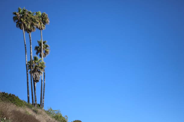 Create the perfect ad with these gorgeous Malibu California Palm Trees on a cliff by the Pacific Ocean