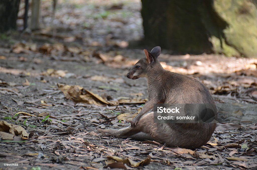 Superbe kangourou - Photo de Animaux à l'état sauvage libre de droits