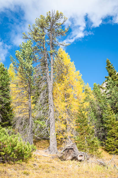 istock Conifer forest in the Dolomite Mountains of Italy 1784416968