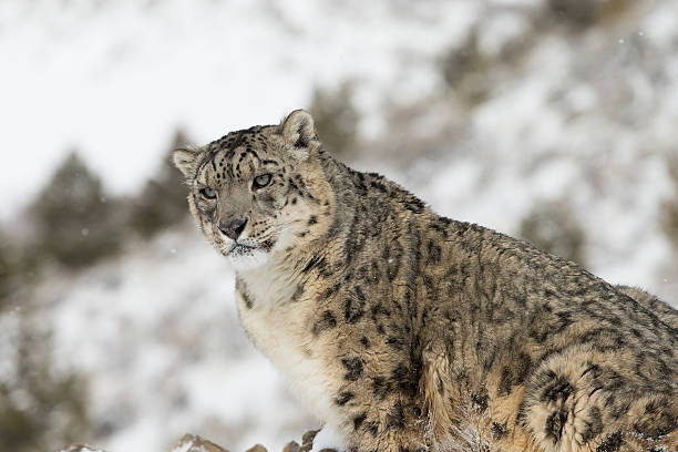 istock Rare Elusive Snow Leopard in winter scene 178441751