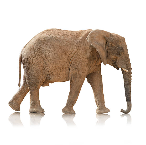 istock Portrait Of An bull Elephant 178441776