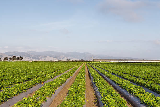 Strawberry Field in Salinas Valley, California. stock photo
