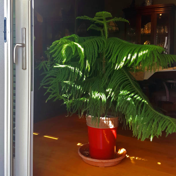 Graceful Norfolk Pine In A Residential Interior Live Norfolk pine  in a pot as interior residential decor. araucaria heterophylla stock pictures, royalty-free photos & images
