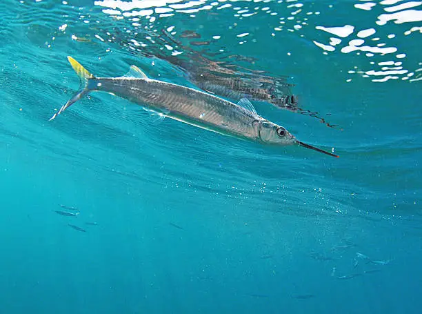 Ballyhooo swimming in Atlantic ocean with more bait fish in background