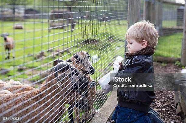 Foto de Pequeno Bebê Menino Alimentação De Animais De Zoológico e mais fotos de stock de 12-17 meses