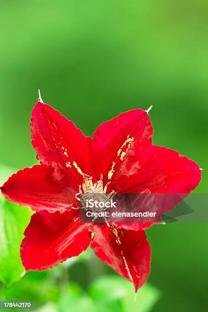 Waldrebe Stockfoto und mehr Bilder von Akelei - Akelei, Blatt - Pflanzenbestandteile, Blume