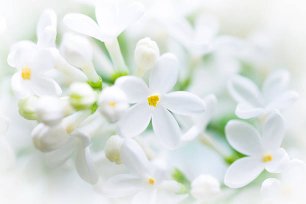 istock White lilac, happy flower 178442187