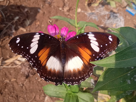 beautiful butterflies in the garden