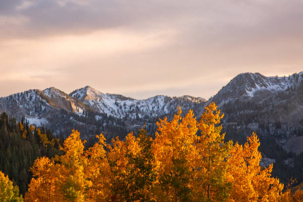 fall color in big cottonwood canyon