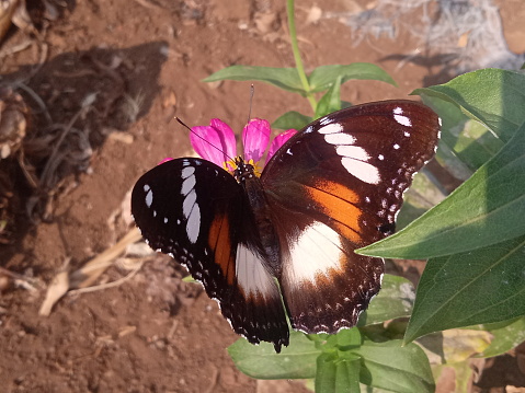 close up of black butterfly