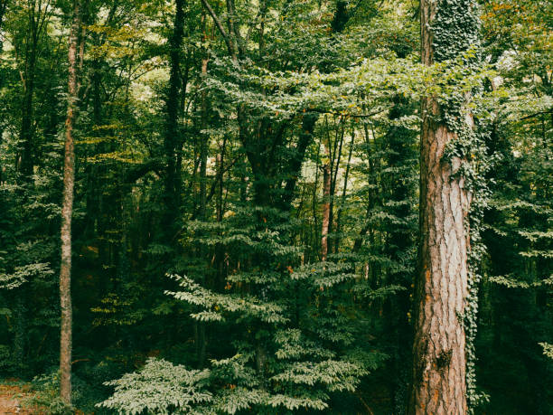gloomy old pine forest. for background and text
