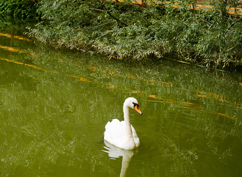 Swan on a pond among green thickets