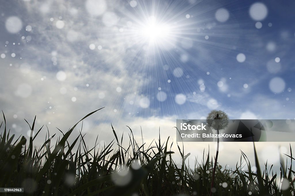 Dandelion and sunlight Photo of dandelion with bokeh. Blue Stock Photo