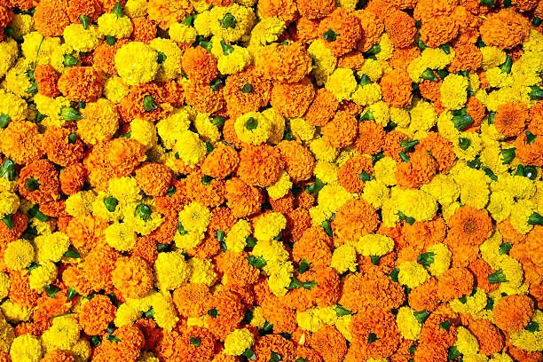 istock Marigold flowers garland background 178442965
