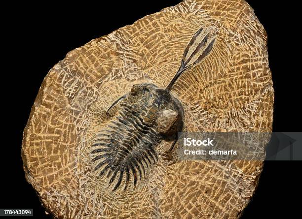 Trilobite Stock Photo - Download Image Now - Trilobite, Fossil, Ancient