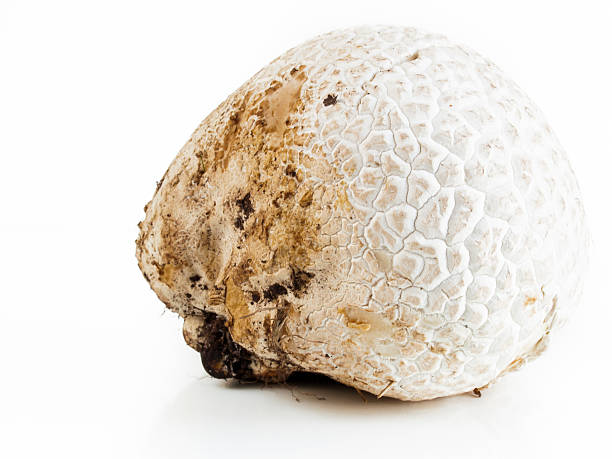 Puffball The western giant puffball grows on composted soil such as in meadows, fields, and forests, roadsides, sagebrush flats, pastures, and other sunny places. marasmius siccus stock pictures, royalty-free photos & images