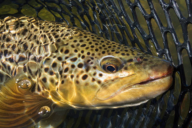 europäische forelle im netz - brown trout stock-fotos und bilder