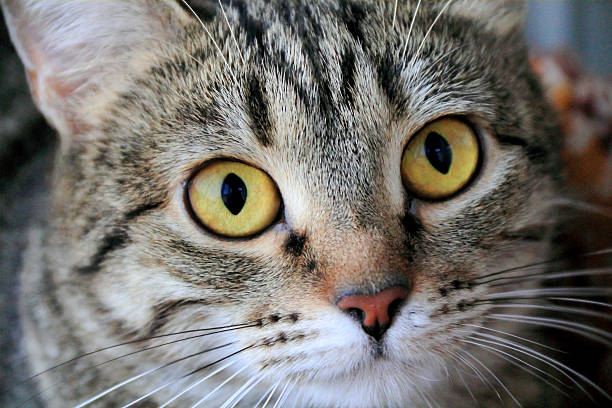 istock Cat's portrait with yellow eyes 178443239