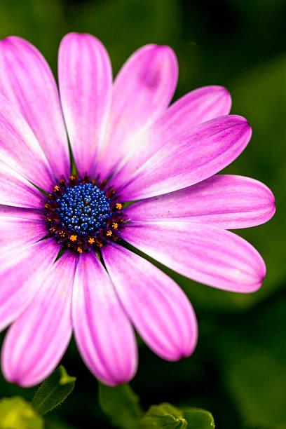 istock Beautiful pink flower close-up 178443318