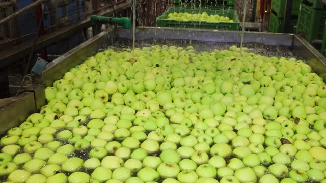 Transport apples into a pool of water, washing and sorting in a fruit warehouse