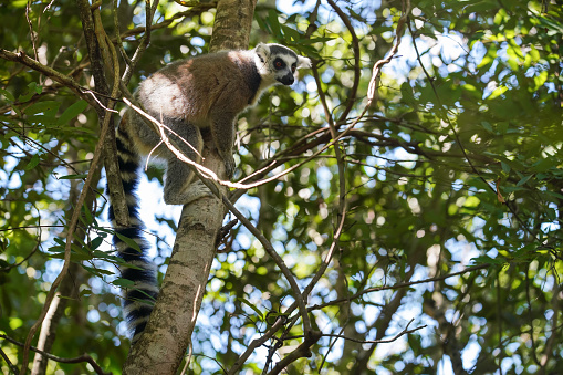 Lemurs at the safari park