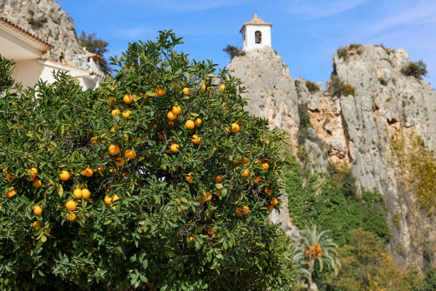istock An orange tree hung with ripe fruits 1784437068