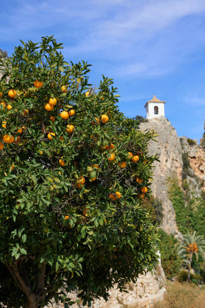 istock An orange tree hung with ripe fruits 1784437076