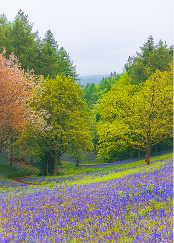 A picture I took last spring while walking around Clent Hills in The Midlands in Emgland, This place gets full of beautiful bluebells flowers in spring season