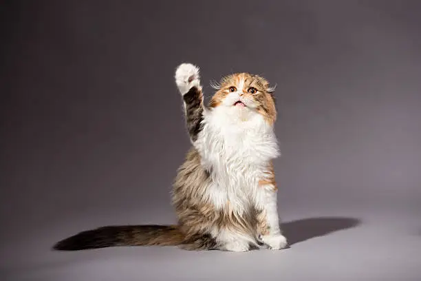 Photo of Kitten scottish fold breed