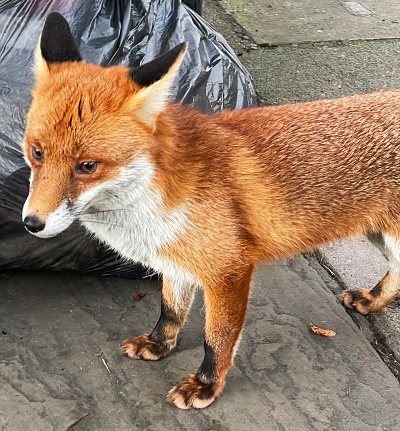 Urban fox by a bin bag in Walthamstow, East London