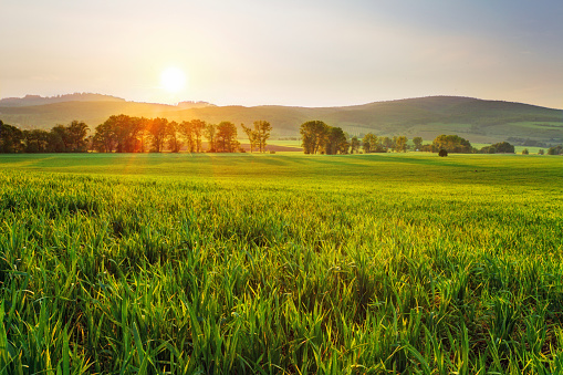 Large green wheat field with rolling hills during sunset