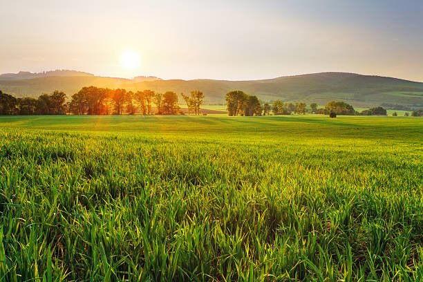 Large green wheat field with rolling hills during sunset Green wheat field at sunset with sun pasture stock pictures, royalty-free photos & images